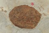 Plate of Paleocene Leaf Fossils - Glendive, Montana #188824-2